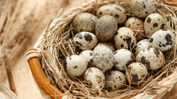 它是天然"补脑丸",富含卵磷脂,每天吃5颗,健脑益智记忆力好