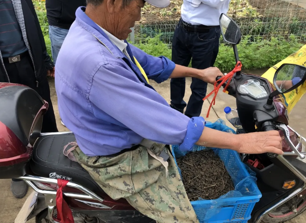 蚯蚓干价格暴涨,蚯蚓遭灭绝式捕杀!专家建议:保护起来