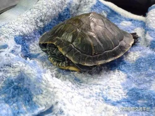 乌龟冬眠前多久停止喂食?为什么