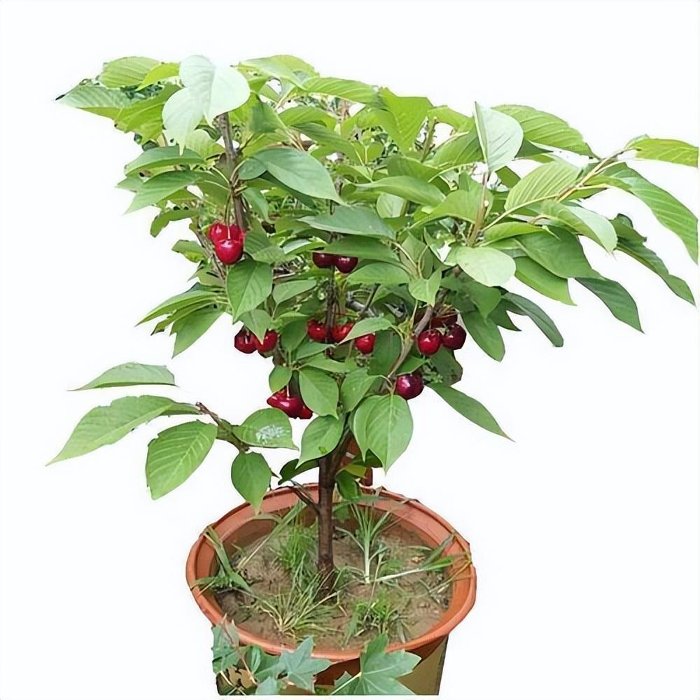 养花不如养它,车厘子盆栽养护方法分享给大家