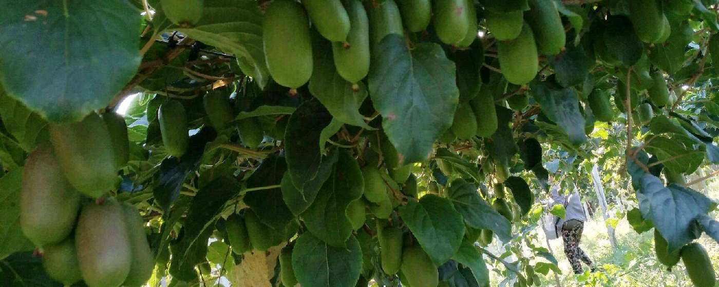 软枣子公母树识别办法是什么?软枣子开花的条件是什么?