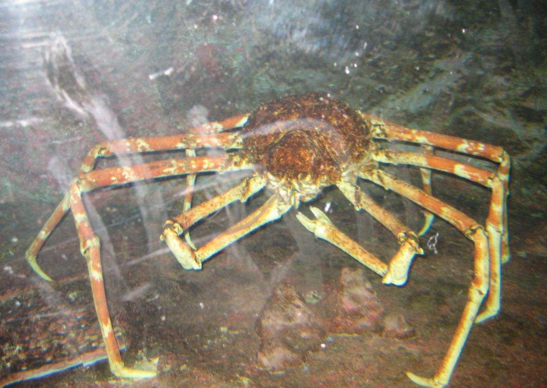 世界最"凶猛"的螃蟹:体型长达4米,将鲨鱼当成日常食物