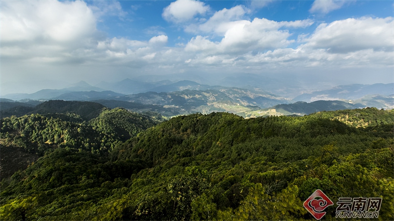 早安云南|善洲林场:万亩荒山披绿装,浩瀚林海铸忠魂