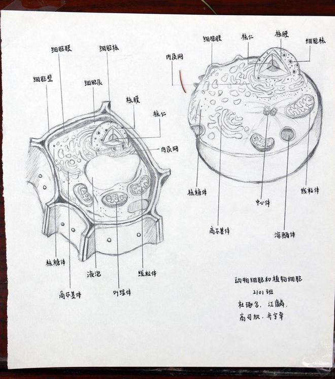 绘制生物模型图图片