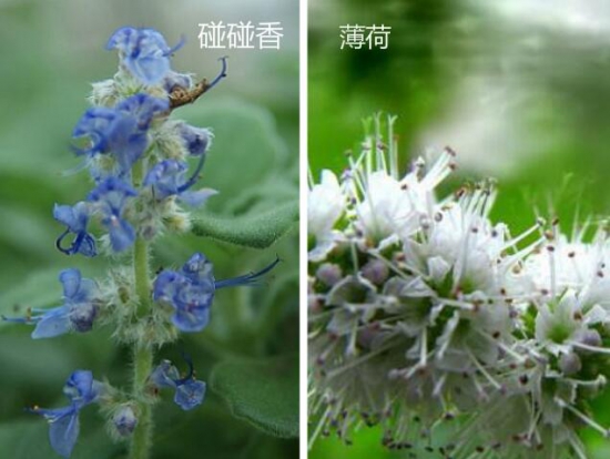 碰碰香和薄荷的区别以及作用