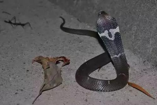 银环蛇,五步蛇和舟山眼镜蛇,哪种蛇才是中国最致命的毒蛇