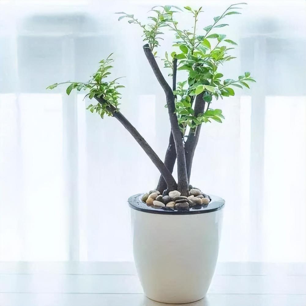 小叶紫檀:盆栽做到2点,枝叶可散发出檀香味,让人神清气爽