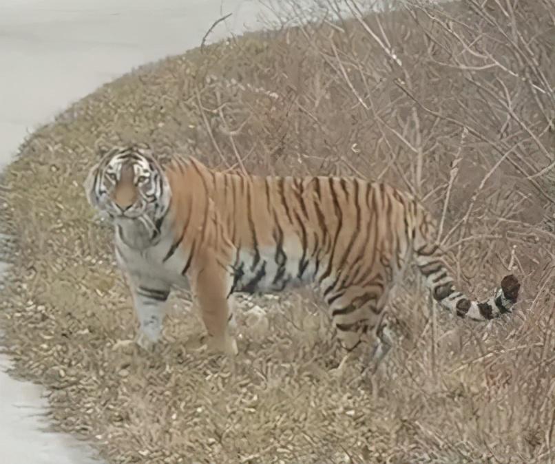 你瞅啥!汪清现野生东北虎 又伸懒腰又摆pose