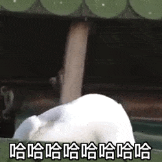 半岛铁盒什么梗，半岛铁盒是啥东西