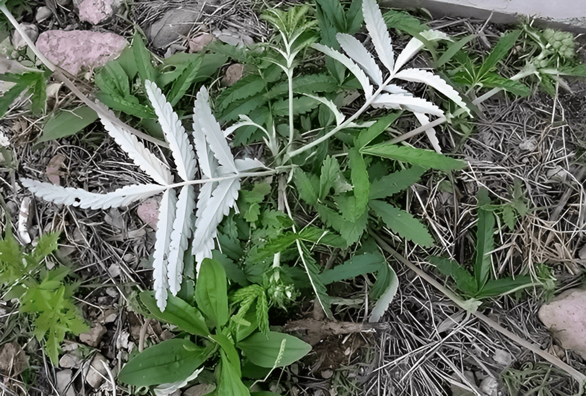 翻白草的根茎肥大,形状类似鸡腿,肉质饱满,色泽淡黄.
