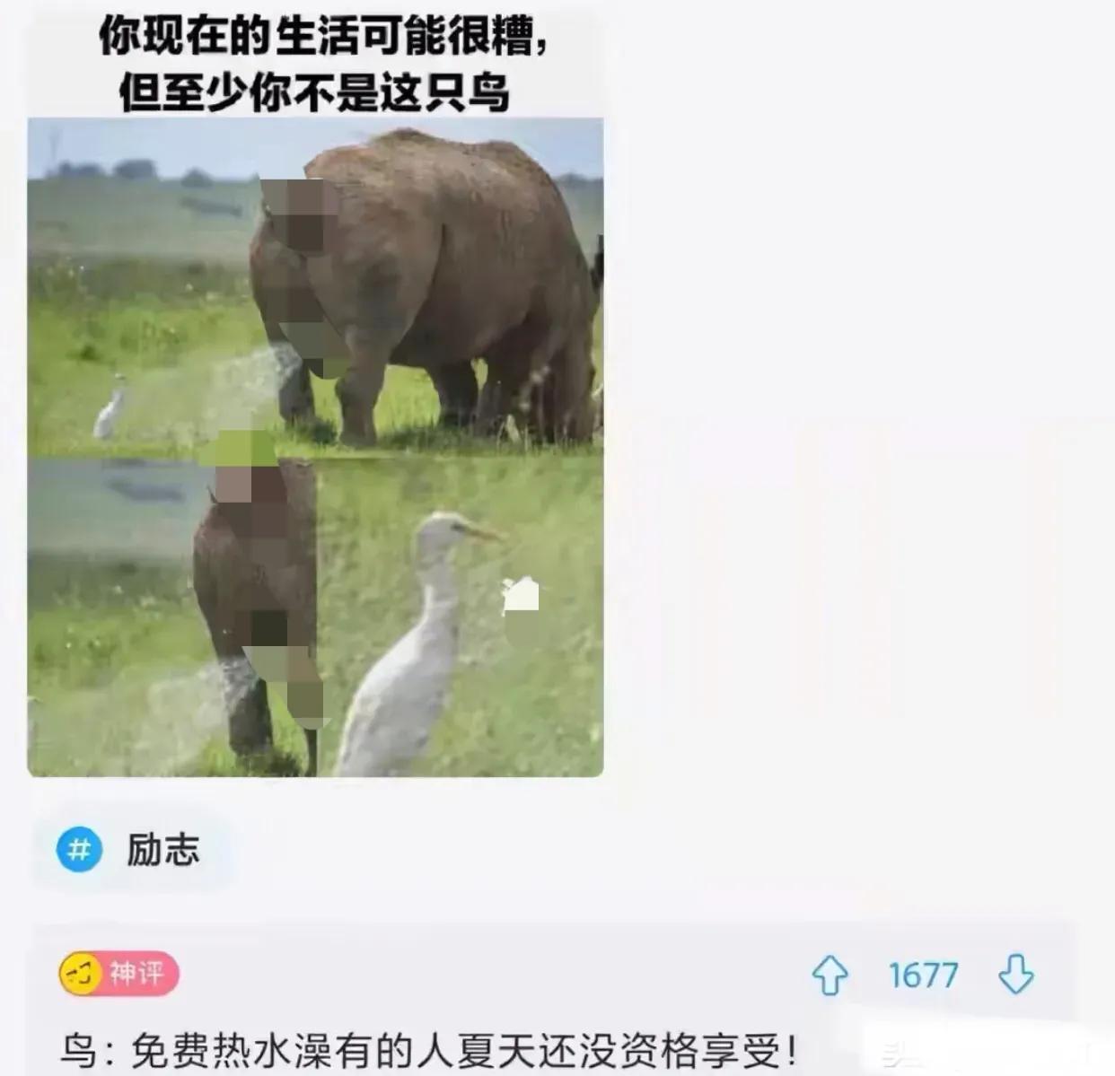 如果你覺得你的生活很糟糕,看看這隻鳥