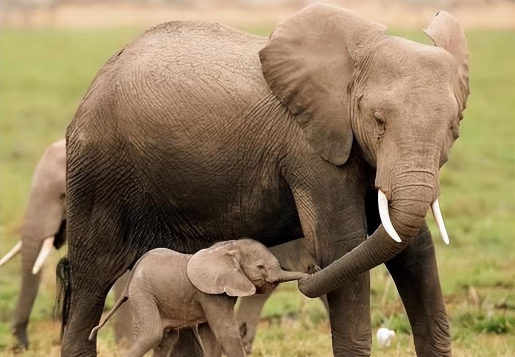 非洲象在河边喝水被鳄鱼一口咬住象鼻大象没了鼻子还能活吗