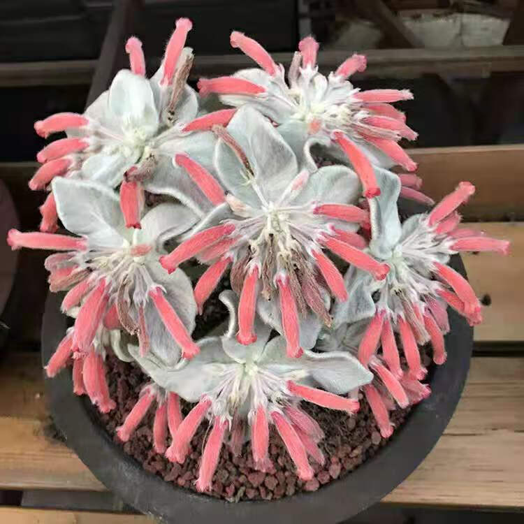 断崖女王养殖方法和注意事项