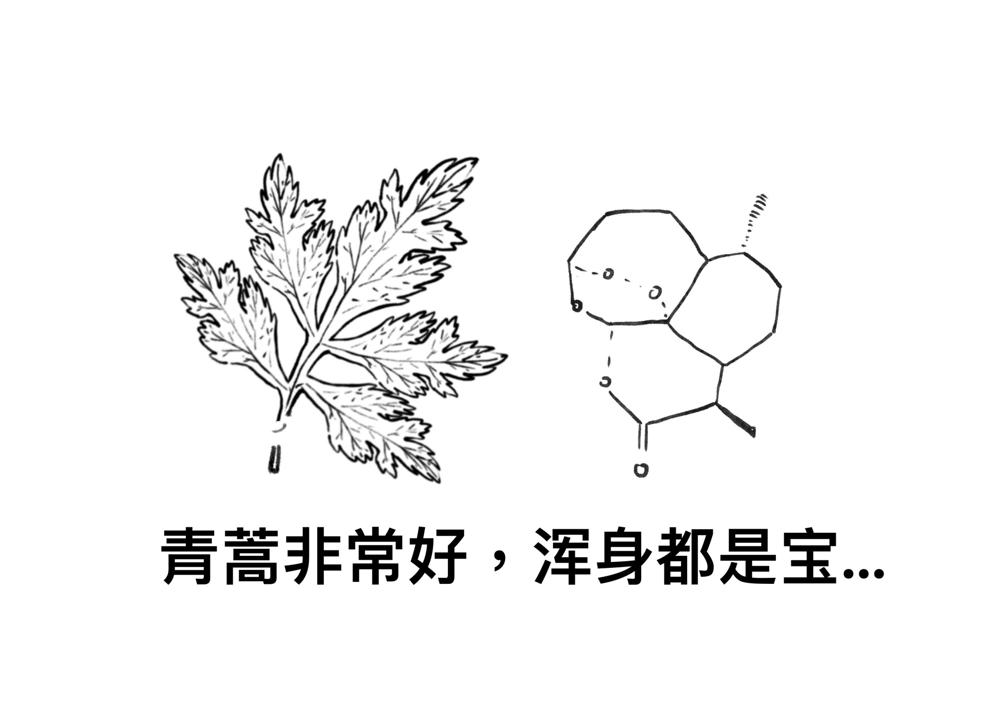 青蒿的传承——我与屠呦呦的奇妙缘分