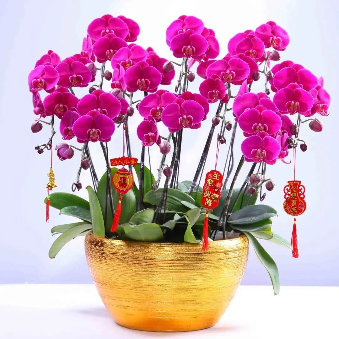 年花开售,线上线下都有安排!