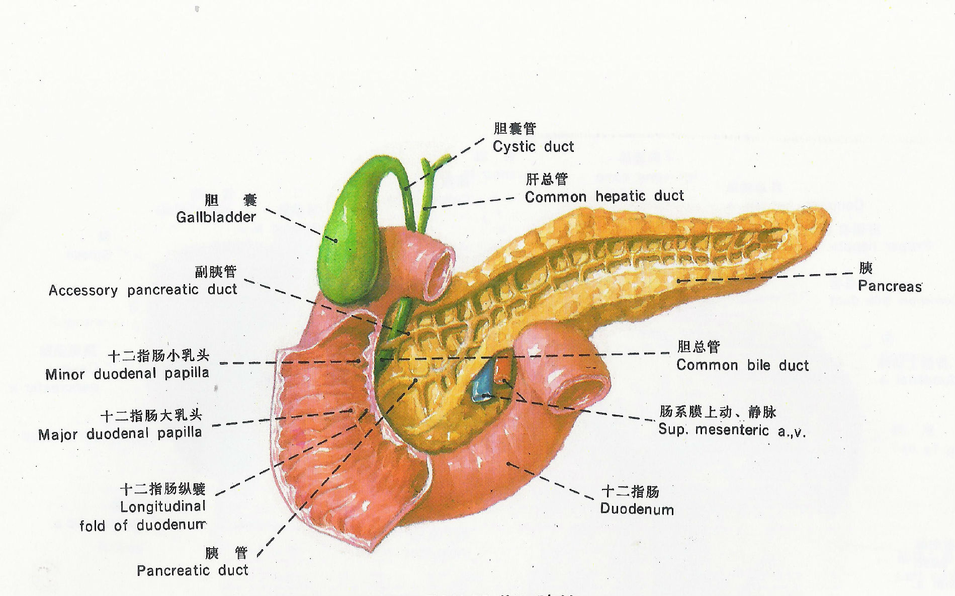 肝胆胰腺疾病可能与感染