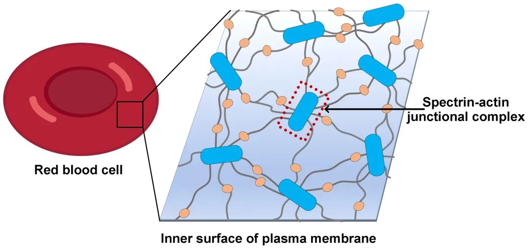 血红细胞spectrin-actin膜骨架的组织规则及结构稳定性的分子基础