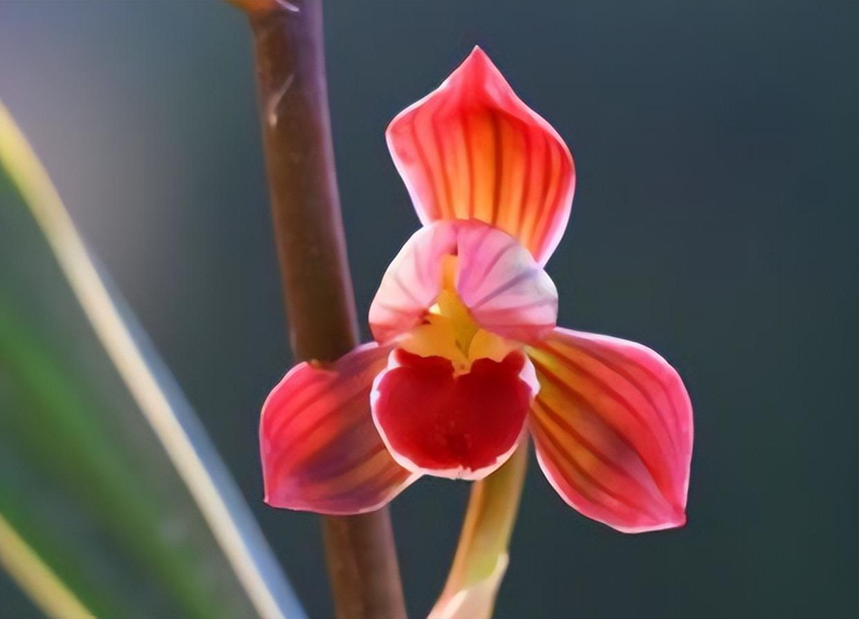 金边墨兰红神荷,花叶俱美,比茶花还漂亮,养护起来还不费心
