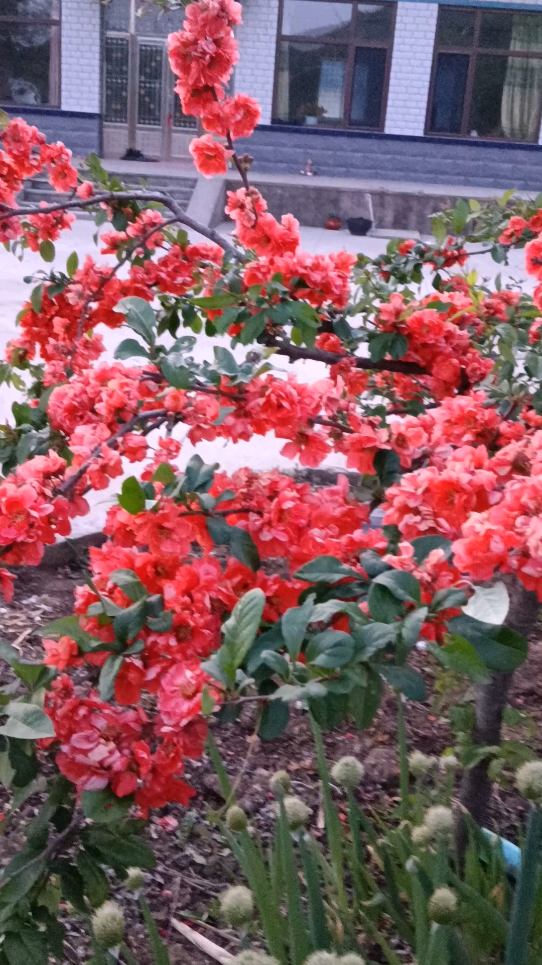 富贵王子海棠花,花中之王.-度小视