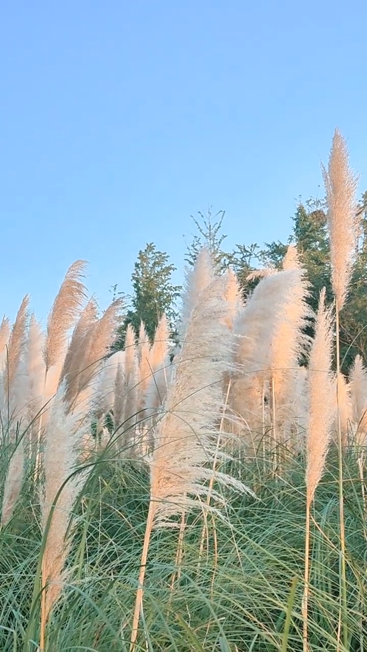 芦苇荡美景 