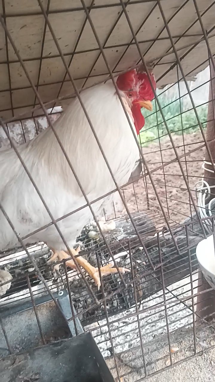 笼养白公鸡