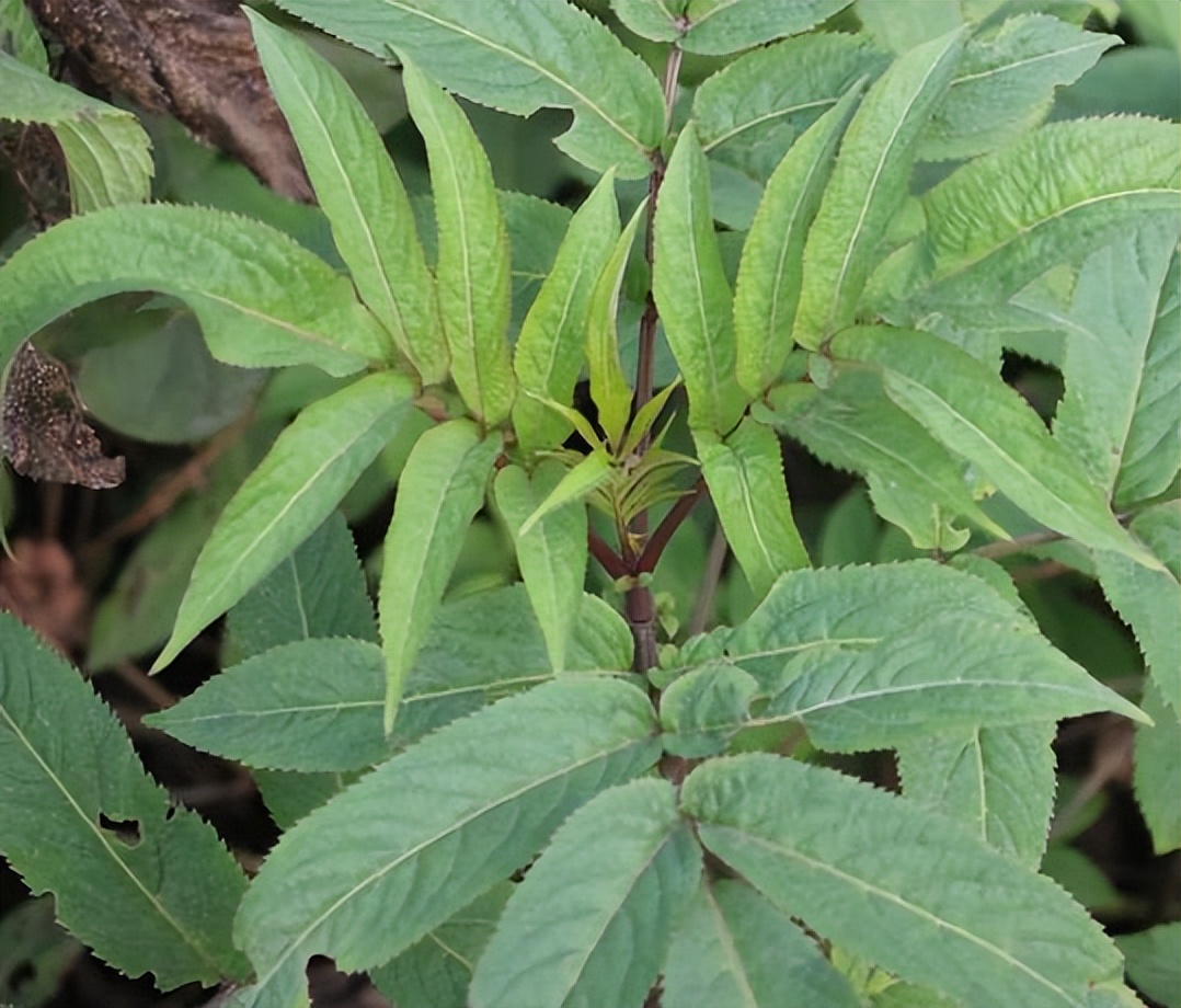 八棱麻:解析这一独特植物的草药价值