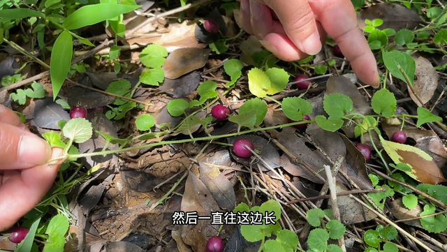 铜锤玉带草,祛湿草之佳品