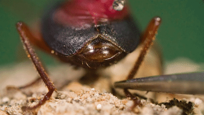 天生化学家,会燃烧的屁,庞巴迪甲虫