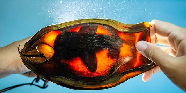 濒临灭绝的斑马鲨将在首次国际"重新野化"努力中被释放回海洋