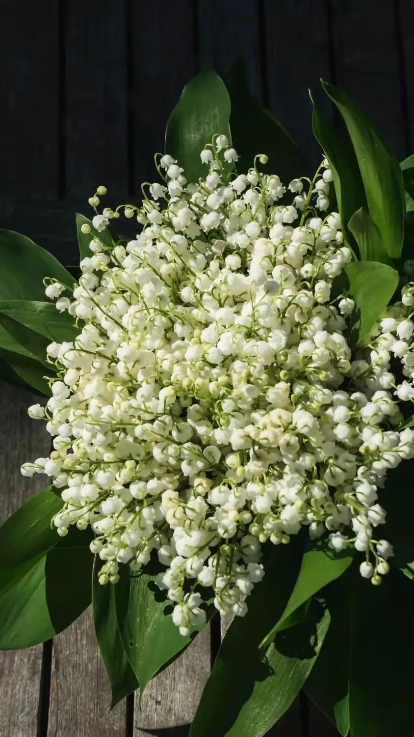 铃兰花壁纸,花语是纤细,希望和纯洁