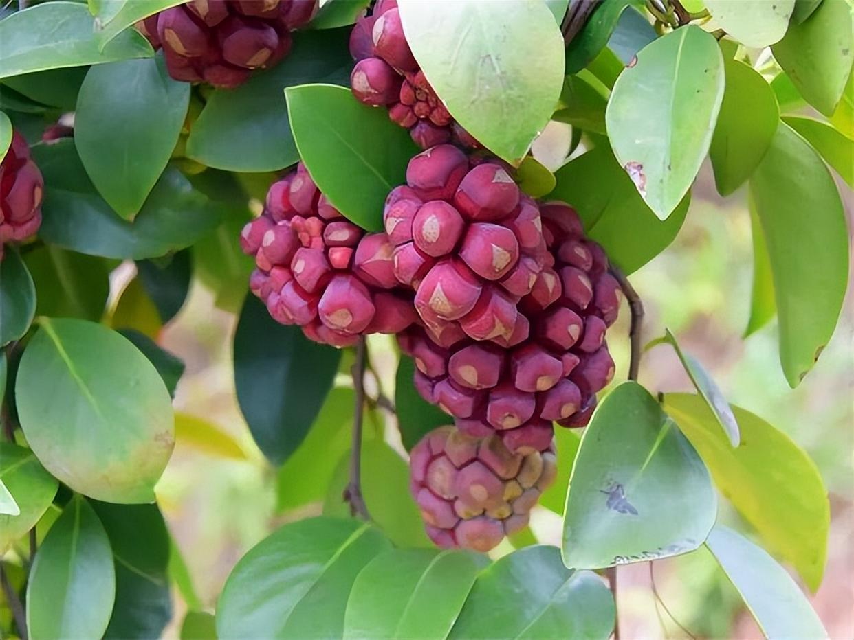 好吃又营养的黑老虎水果,皮实好养,值得种植!