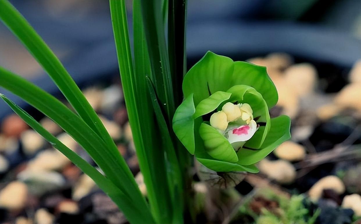 "春兰皇后"绿云,曾经的顶级兰花,如今少抽一包烟就能够养一株