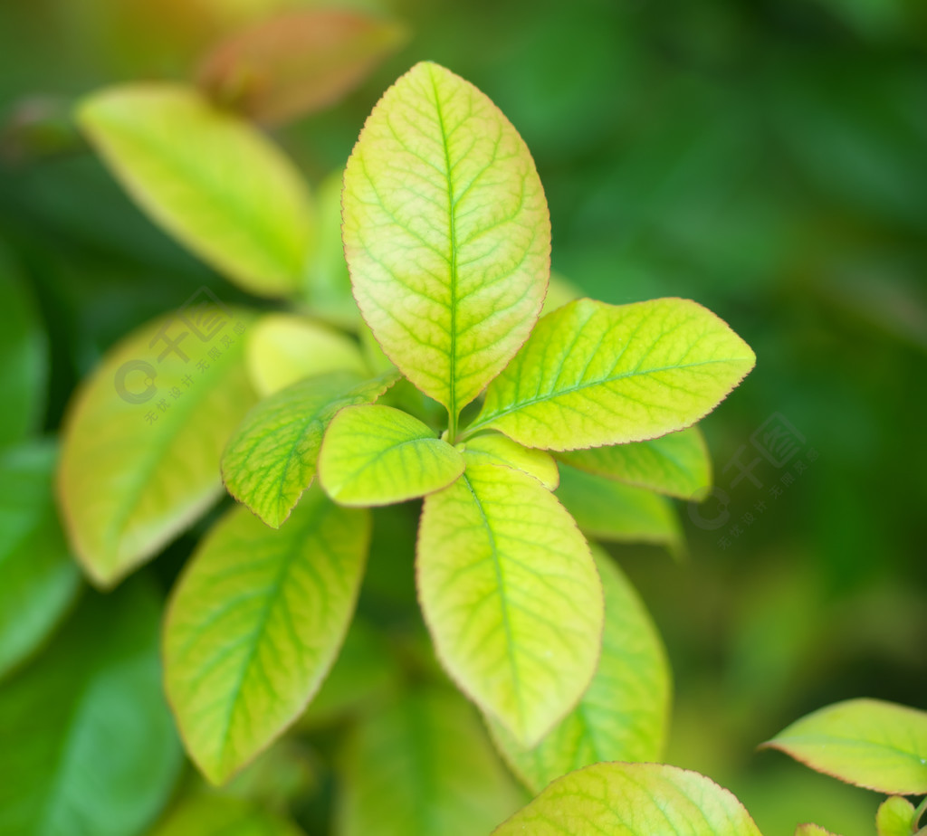 揭秘叶脉的奥秘,它们是如何让植物生长和变化的?