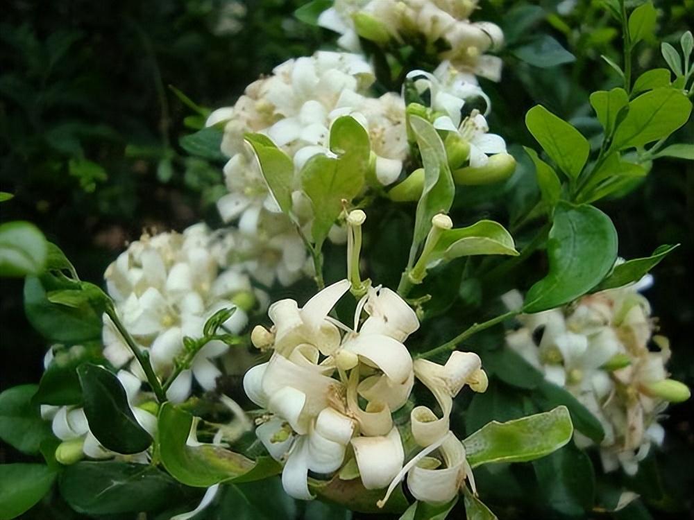 "香水皇后"在阳台放两盆,可以代替空气清新剂,关键是适合新手