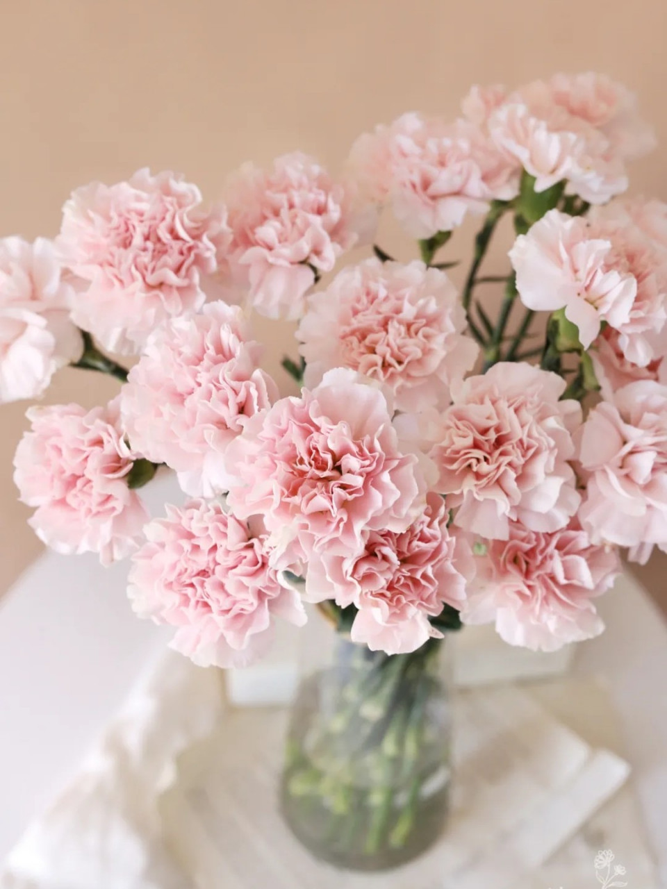 康乃馨养护技巧… 康乃馨代表着爱,魅力和尊敬之情.