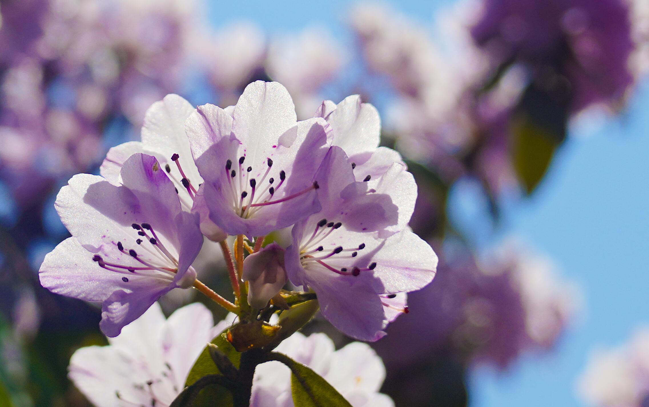 多彩贵州61花漾中国丨千亩红棕杜鹃惊艳了乌蒙草原之巅