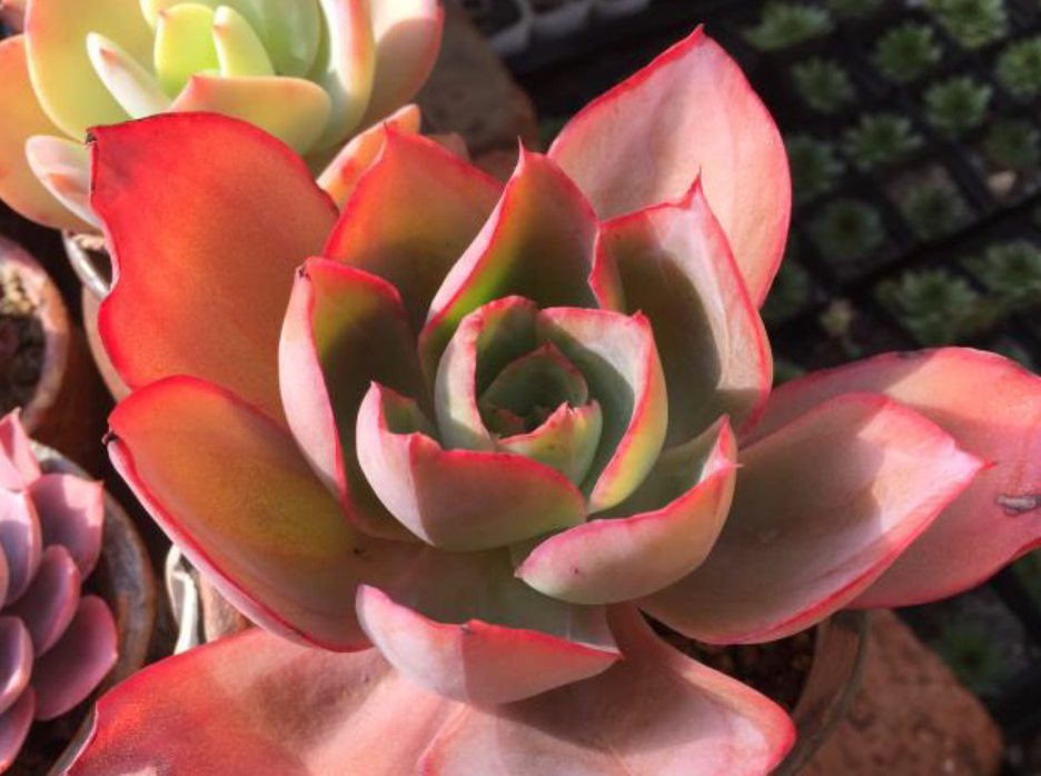 多肉肯尼迪,有时像白玫瑰,有时又像晚霞,不过不管像谁它都美!