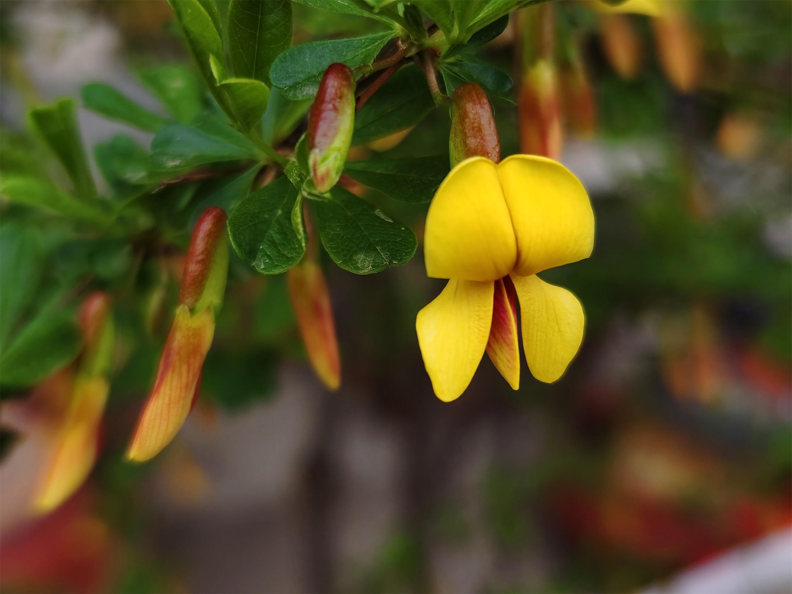 "金雀"登枝报喜来(组图)