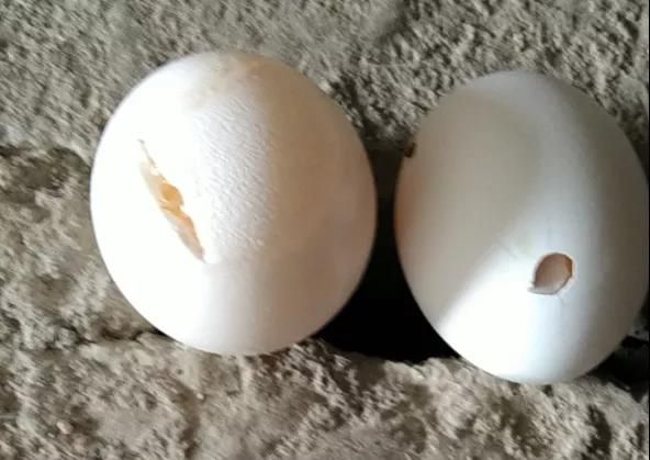 蛋鸡养殖中白壳蛋形成原因分析,附解决方案