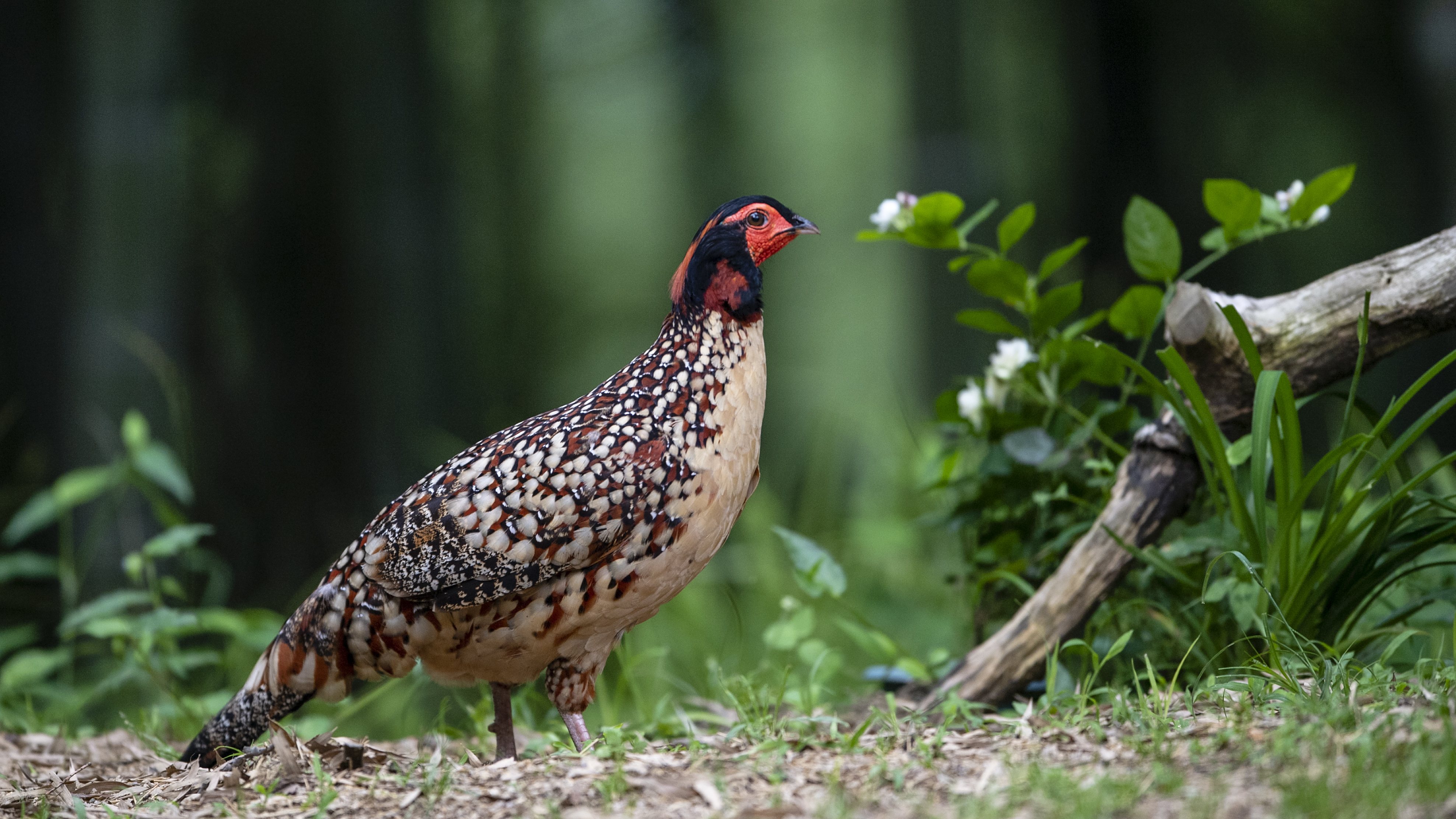 濒危雉类黄腹角雉现身闽西北高山林区(1)