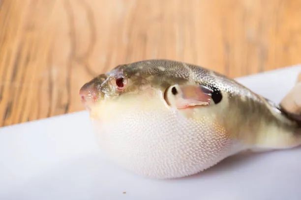 人工养殖的河豚有毒吗?专家揭秘河豚的毒性来源和解毒方法