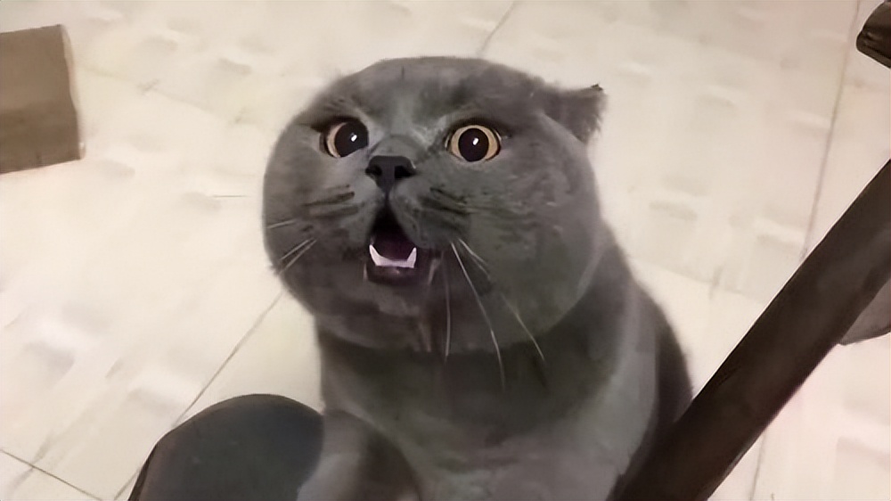 缺乏"安全感"的蓝猫,一般都有这些现象