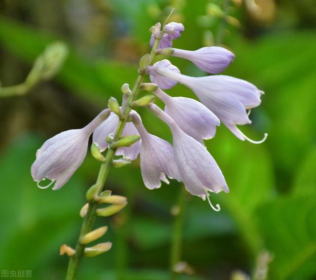玉簪花娉婷袅娜,花色纯洁与众不同,养护注意什么?