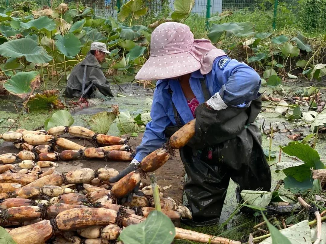 挖藕表情包图片