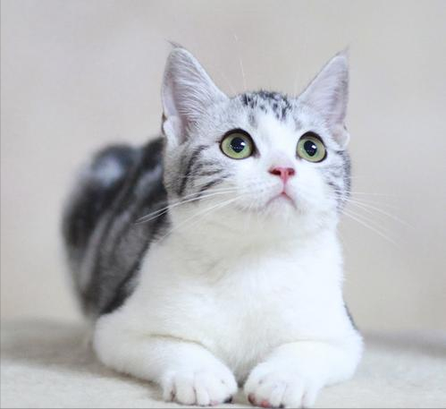 为什么"美短猫"越来越多人养?网友:这6点让我爱了