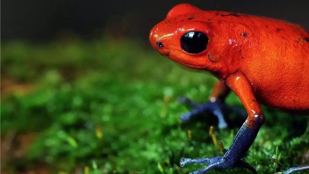 亚马逊雨林里的黄金箭毒蛙究竟有多可怕?除了人类,没有天敌
