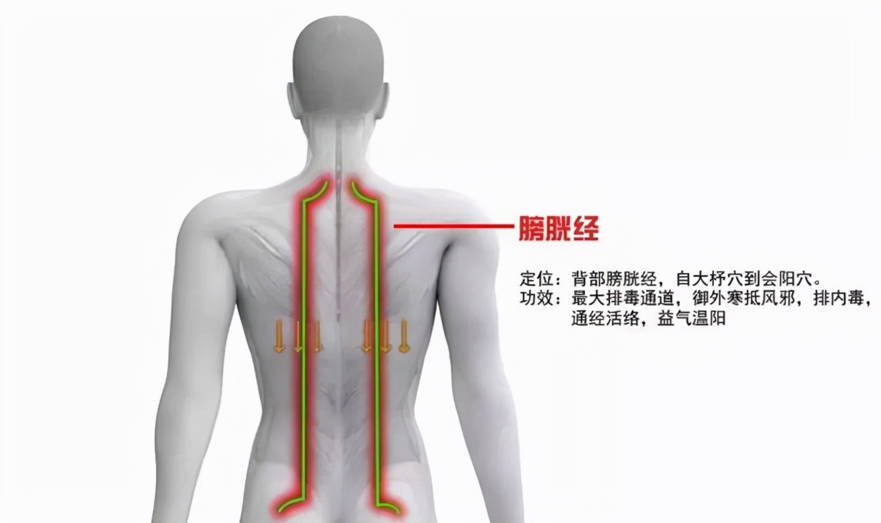 阴阳气道口位置图片