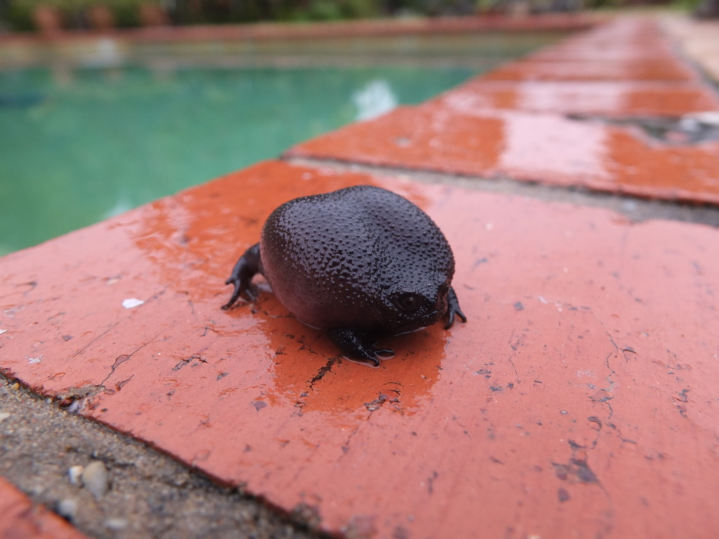 生在土壤里的蝌蚪,变成黑雨蛙:一种怪异,脾气暴躁的两栖动物