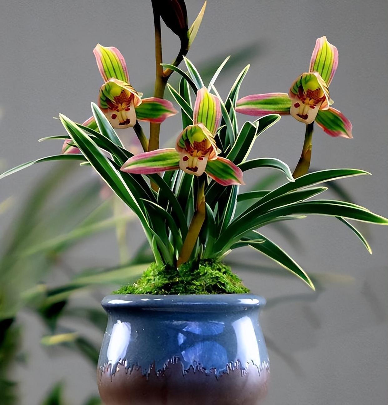 精品兰花——帝王妃