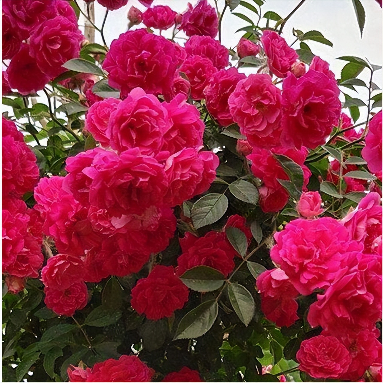 抗寒耐热的甜蜜红木香,花色艳丽,香味浓郁,花期较长,值得入手